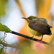 Mayotte Sunbird