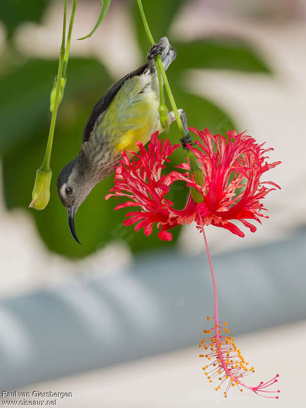 Mayotte Sunbird