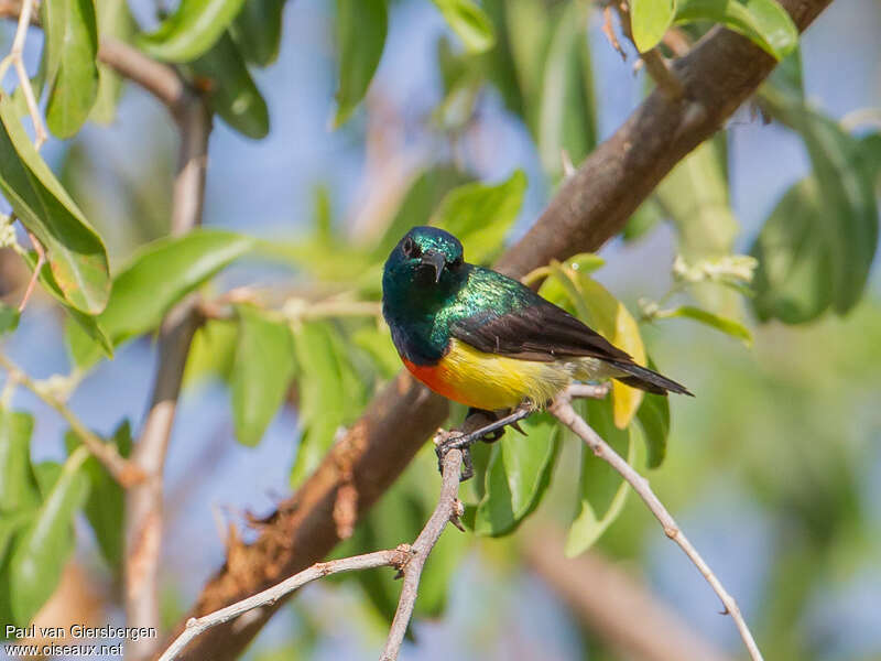 Mayotte Sunbird