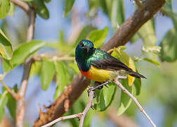 Mayotte Sunbird