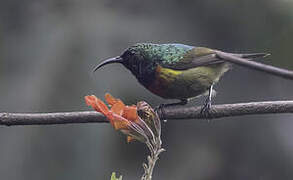 Moreau's Sunbird