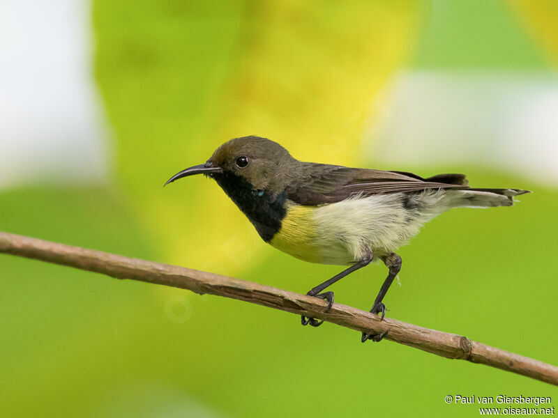 Newton's Sunbird