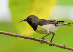 Newton's Sunbird