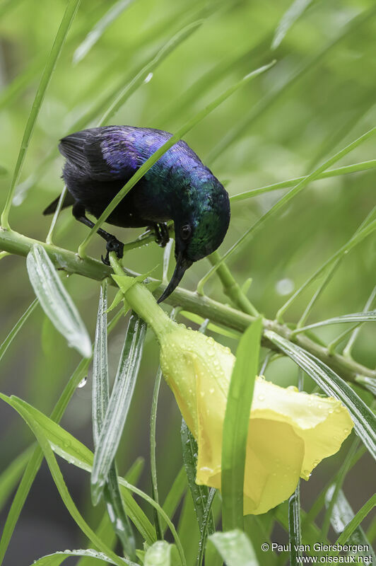 Pemba Sunbird male adult