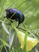 Pemba Sunbird