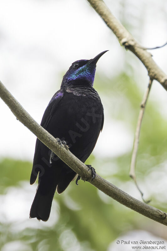 Pemba Sunbird male adult