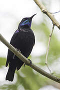 Pemba Sunbird