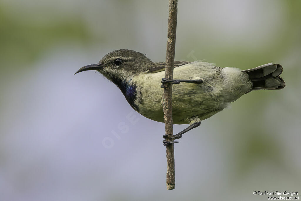 Pemba Sunbird male immature