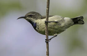 Pemba Sunbird