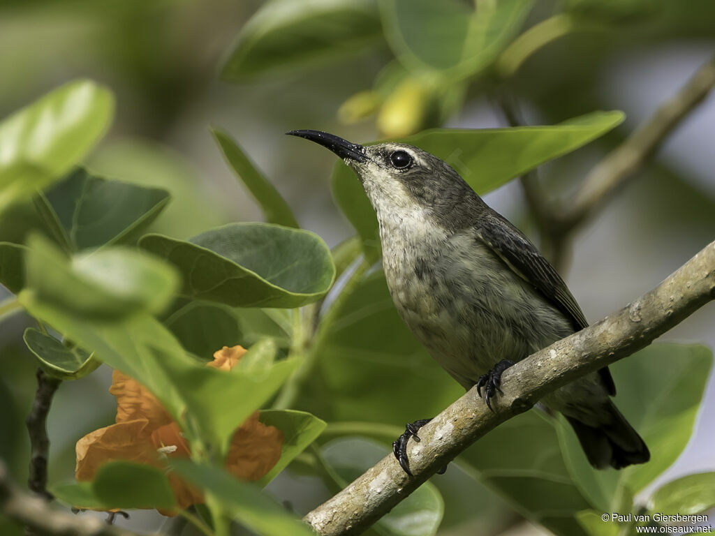 Pemba Sunbird female adult