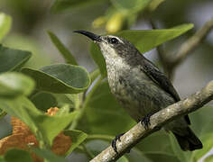 Pemba Sunbird