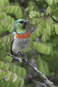 Western Miombo Sunbird