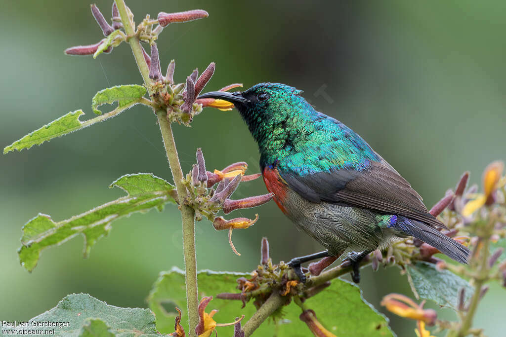 Northern Double-collared Sunbird male adult, pigmentation, feeding habits