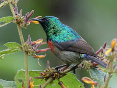 Northern Double-collared Sunbird