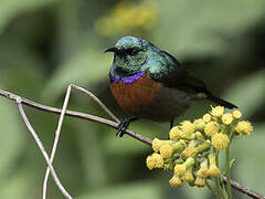 Northern Double-collared Sunbird