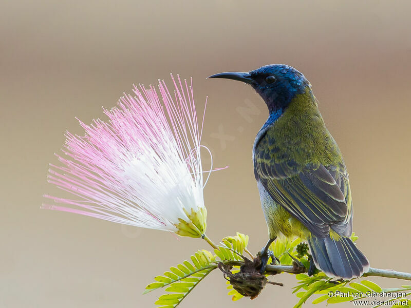 Reichenbach's Sunbird