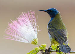 Reichenbach's Sunbird