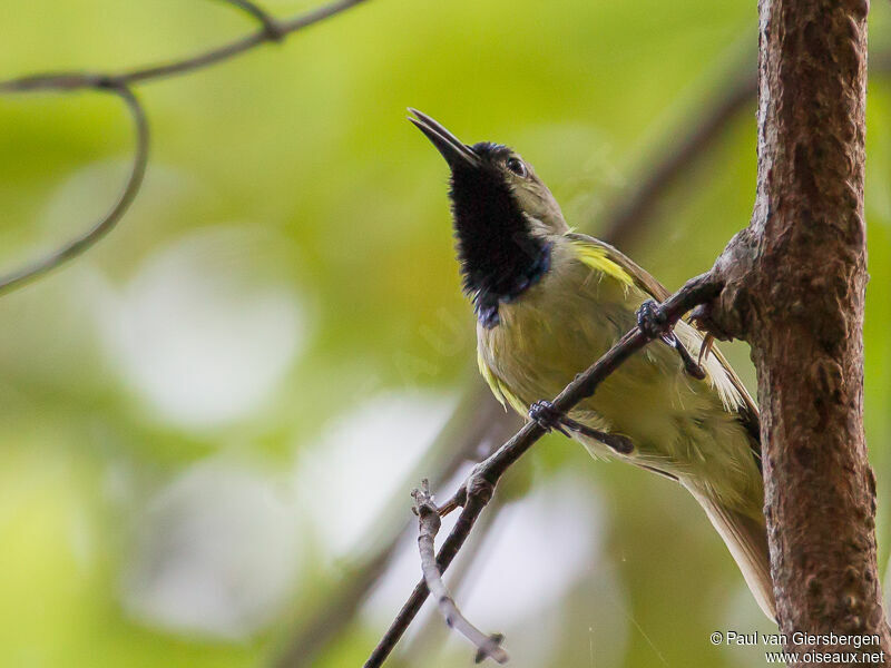 Plain-backed Sunbird