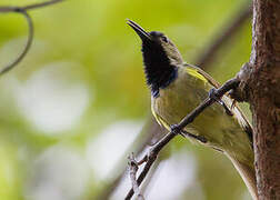 Plain-backed Sunbird