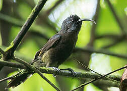 Giant Sunbird