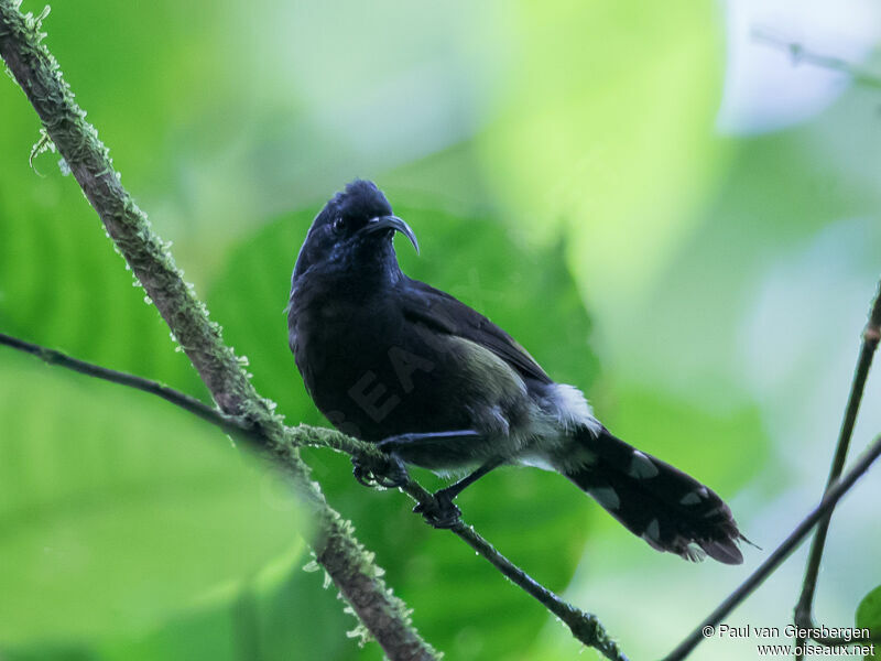 Giant Sunbird