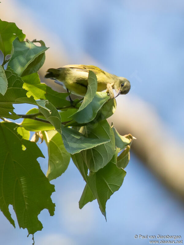 Little Green Sunbird