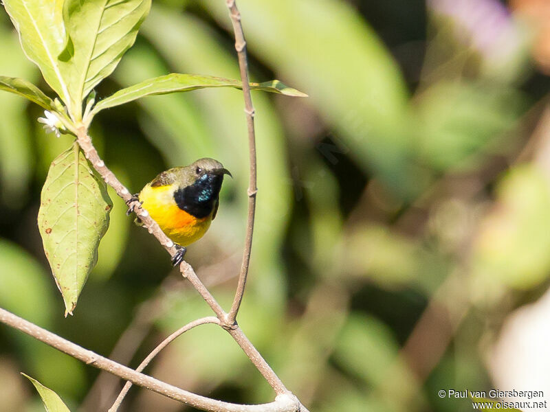 Apricot-breasted Sunbird