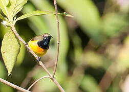 Apricot-breasted Sunbird