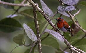 Temminck's Sunbird