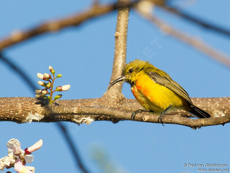 Flame-breasted Sunbird