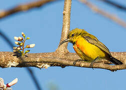 Flame-breasted Sunbird