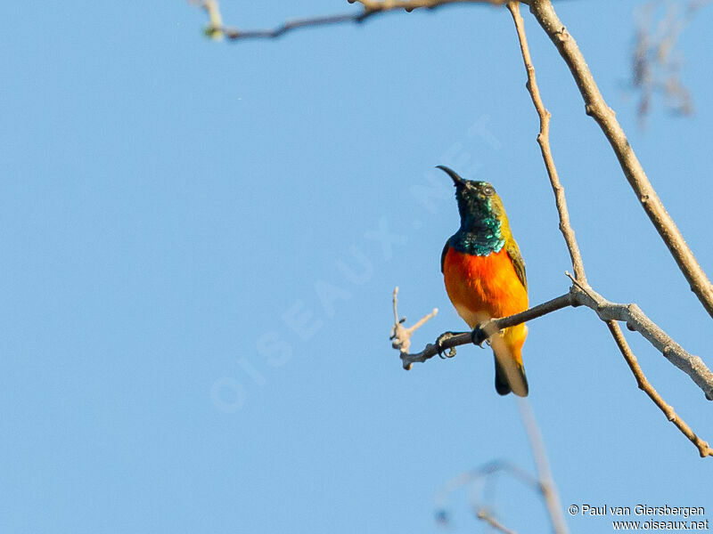 Flame-breasted Sunbird