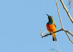 Flame-breasted Sunbird