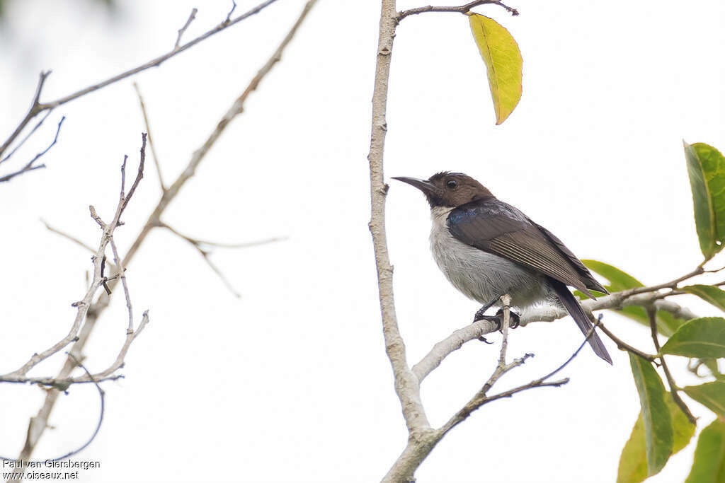 Uluguru Violet-backed Sunbird male adult, identification