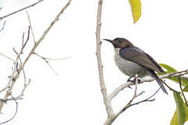 Uluguru Violet-backed Sunbird
