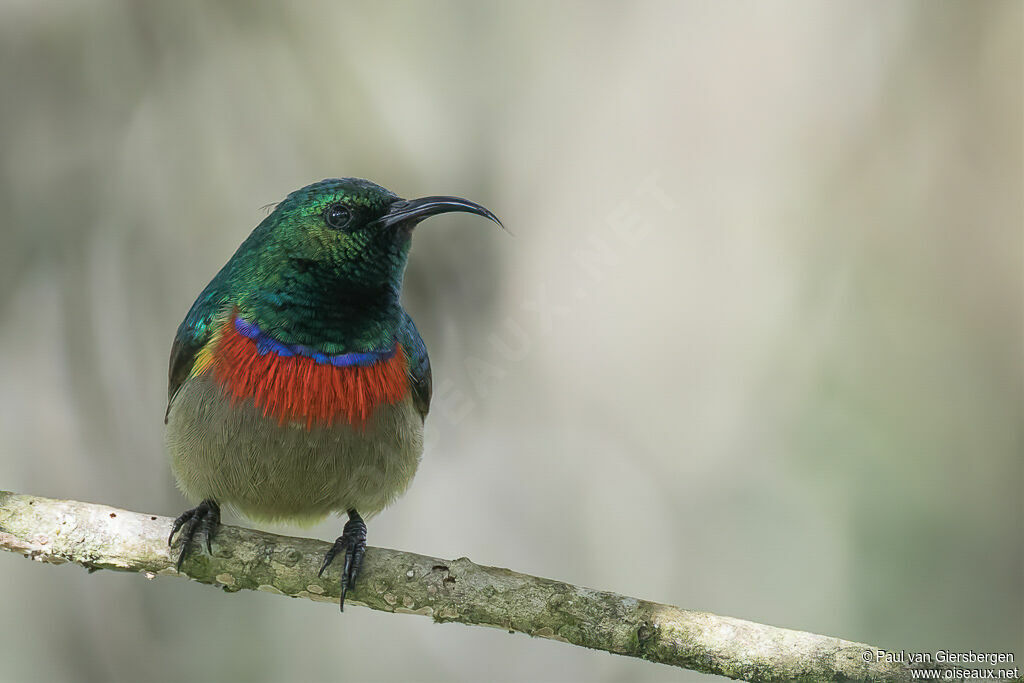 Usambara Double-collared Sunbird male adult