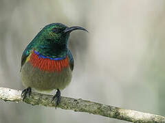 Usambara Double-collared Sunbird