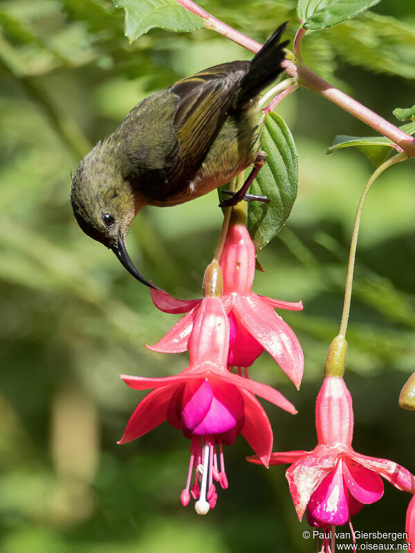 Usambara Double-collared Sunbird female adult