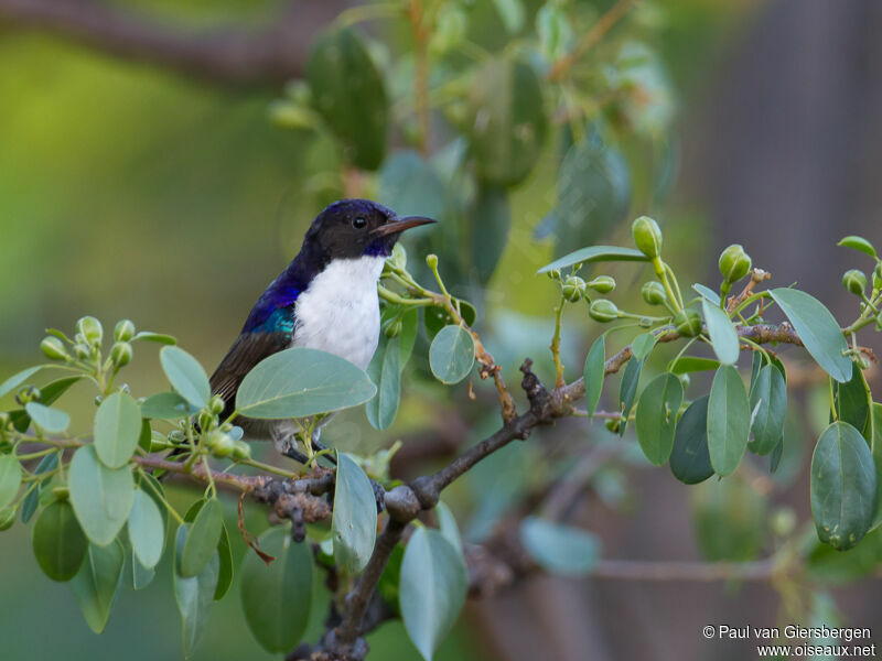 Eastern Violet-backed Sunbird male adult