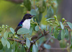 Eastern Violet-backed Sunbird