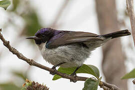 Eastern Violet-backed Sunbird