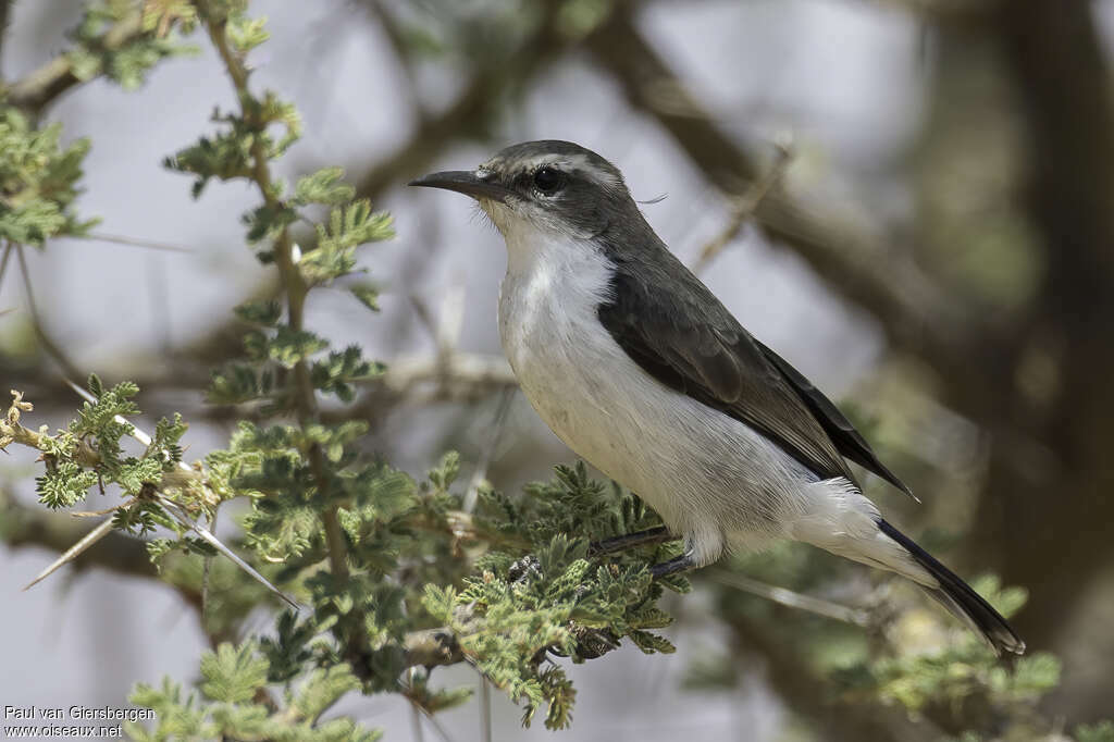 Eastern Violet-backed Sunbird female adult, identification