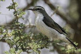 Eastern Violet-backed Sunbird