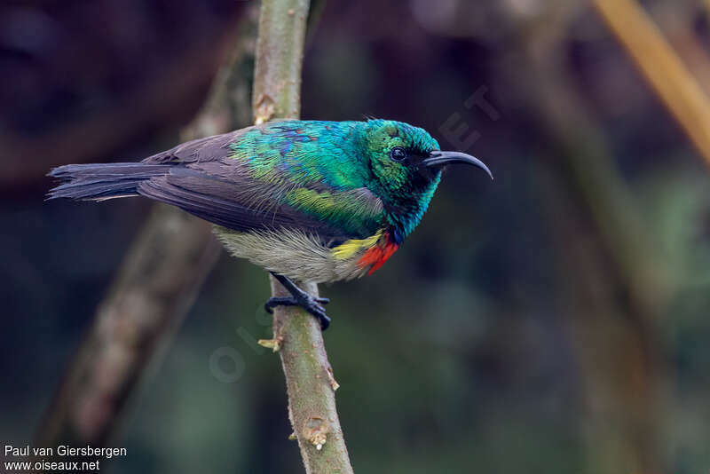 Eastern Double-collared Sunbird male adult, pigmentation