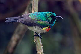 Eastern Double-collared Sunbird