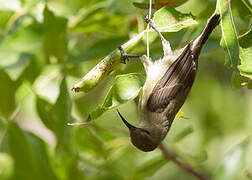 Eastern Miombo Sunbird