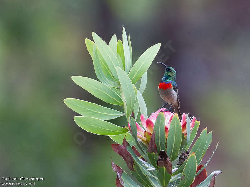 Eastern Miombo Sunbird male adult breeding