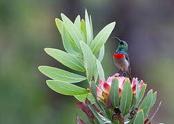 Eastern Miombo Sunbird