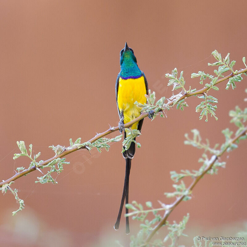 Nile Valley Sunbird