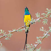 Nile Valley Sunbird